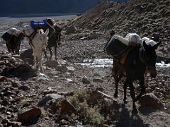 02 Mules Carrying Loads Up The Relinchos Valley From Casa de Piedra To Plaza Argentina Base Camp